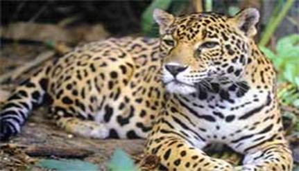 FESTIVAL ONE MUSIC & ARTS destinará parte de las ganancias a la conservación del jaguar.